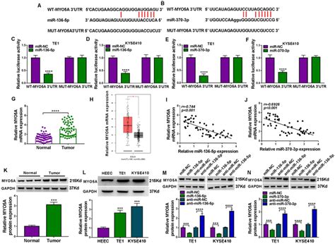 Myo5a Was A Target Of Mir 136 5p Or Mir 370 3p Ab The Site Binding