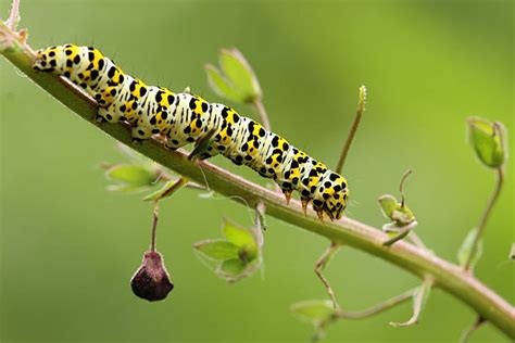 Chenille De Papillon De Nuit Banque Dimages Et Photos Libres De Droit