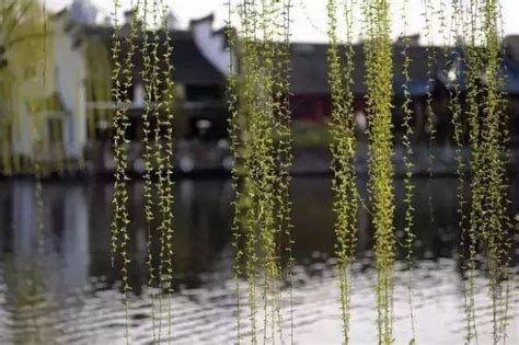 春风拂柳古诗描写春风拂柳的诗句春风拂柳大山谷图库