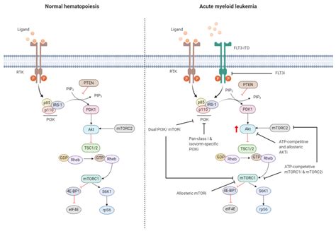 Jcm Free Full Text Targeting Pi K Akt Mtor In Aml Rationale And