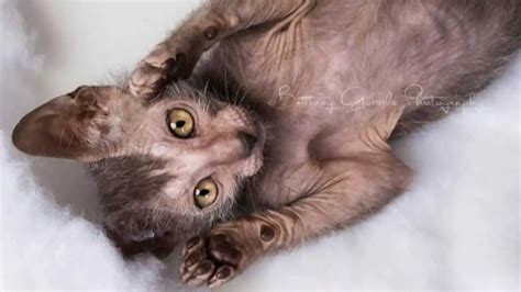 Gato Lykoi: precio, gatitos, carácter, cuidado, apariencia, nutrición ...