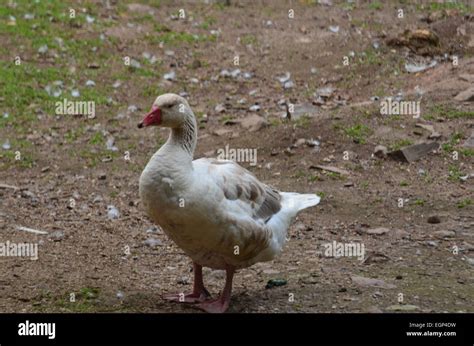 American Buff Goose Hi Res Stock Photography And Images Alamy