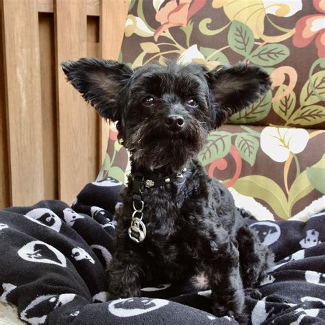 Homie - Our cousin, Kazuku, arrived yesterday and he and Cosmo are