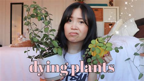 Sad Dying Plants Vs Happy Thriving Plants Youtube