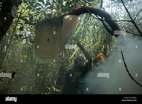 Honey Collection In Sundarbans A Unesco World Heritage Site And A