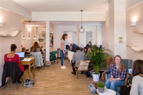 10 X Kattencafés In Nederland