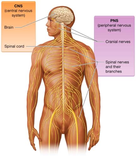 Lab Nervous System Neurons Spinal Cord Brachial Plexus Flashcards