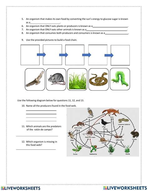 Quiz Food Chains And Food Webs Worksheet Live Worksheets Worksheets