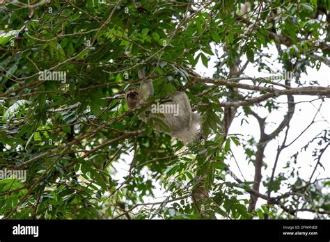 The Brown Throated Three Toed Sloth Bradypus Variegatus In The Tree