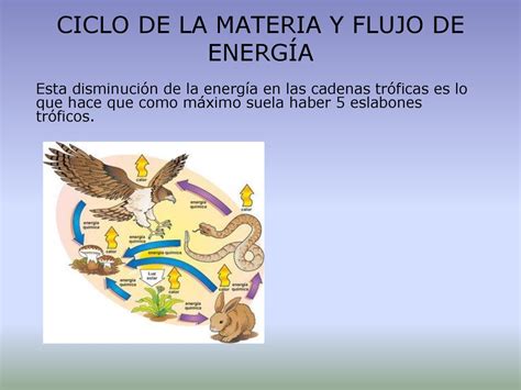 Unidad Circulaci N De Materia Y Energ A En La Biosfera Ppt Descargar