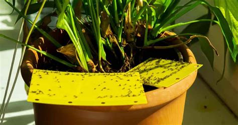 C Mo Deshacerse De Los Mosquitos En Las Plantas Mis Plantas