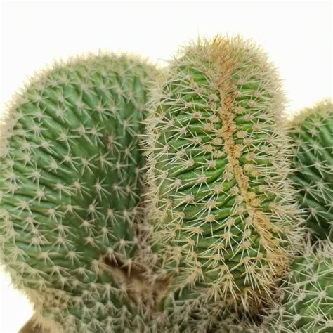 Neobuxbaumia Euphorbioides F Crestata 20 Cm Cactaceae Giromagi