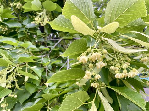 Native Trees — Montana Fruit Tree Company