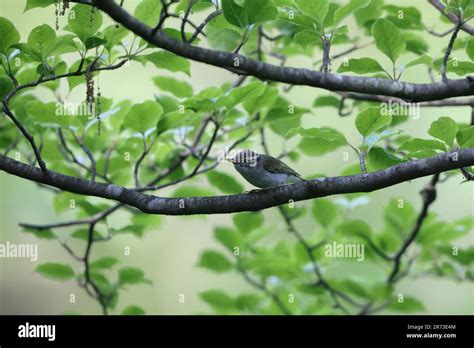 Eastern Crowned Leaf Warbler Phylloscopus Coronatus In Japan Stock
