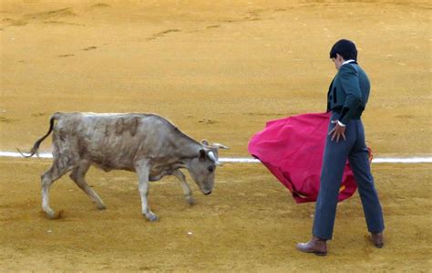 Manzanares en Imágenes Adrián Reinosa destaca en el tentadero de