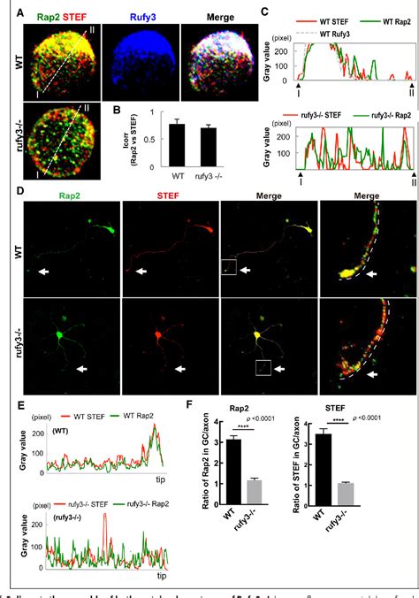 Figure 4 From Rufy3 Is An Adapter Protein For Small GTPases That