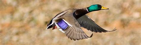 Mallard Duck