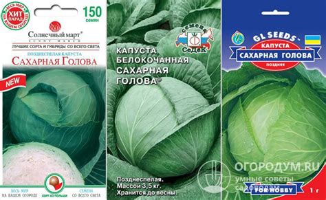 Капуста Сахарная голова: описание сорта, фото, отзывы садоводов