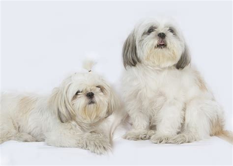 100+ Free Shih Tzu & Dog Images - Pixabay