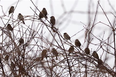 Moineaux D Oiseau Sur Un Arbre Au Soleil De Lever De Soleil Photo Stock