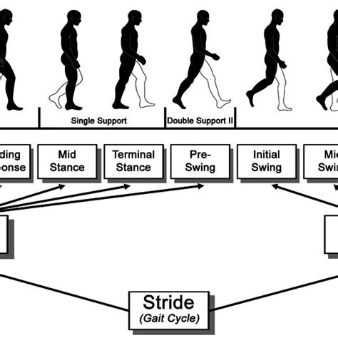 Gait Cycle Phases And Sub Phases According To [19] Download Scientific Diagram