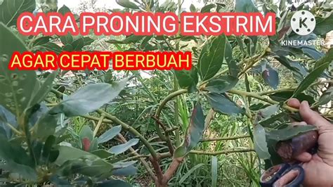 CARA PRONING EKSTRIM POHON ALPOKAT AGAR CEPAT BERBUAH DA YouTube