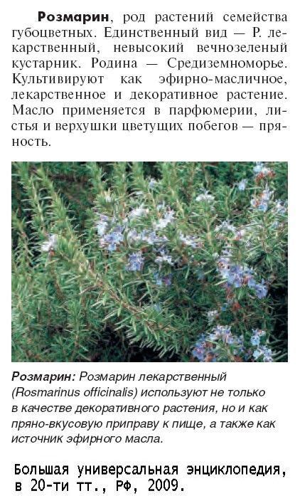 Розмарин | Plants, Garden