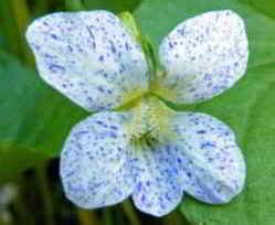 Illinois State Flower: Native Violet