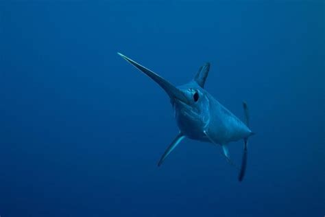 Swordfish Ocean Treasures Memorial Library