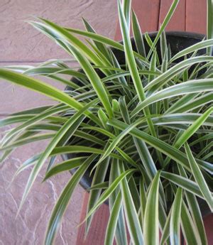 Top 4 Spider Plant Health Benefits for Indoor Air Quality