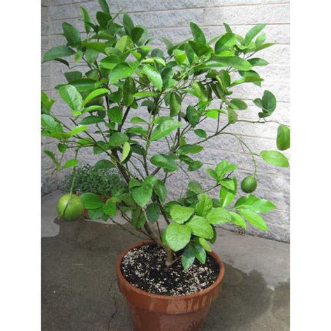 Hybrid Lemon Plant At Rs 20 Piece Kolkata ID 17865509330