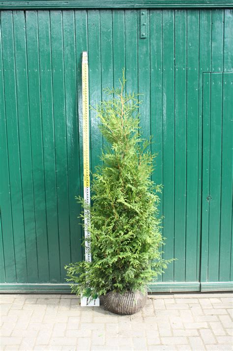 Thuja Brabant Thuja Lebensbaum Heckenpflanzen Pflanzenhof Moosheide