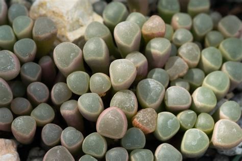 Baby Toes Succulents Care And Growing Guide