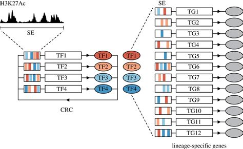 Core Regulatory Circuitry Crc Constitutes A Network That Can Confer