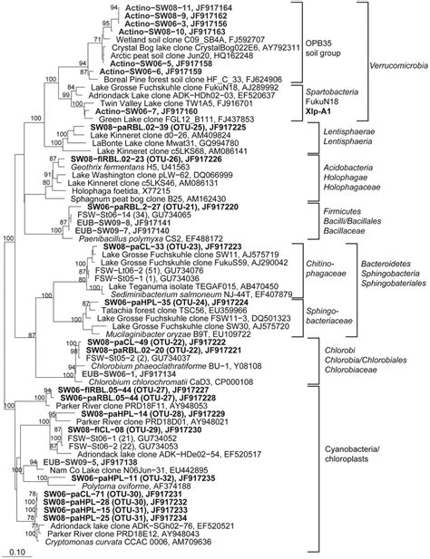 Phylogenetic Affiliation Of 16s Rrna Gene Sequences Representing Otus