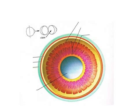 Posterior View Of The Anterior Half Of The Eye Diagram Quizlet