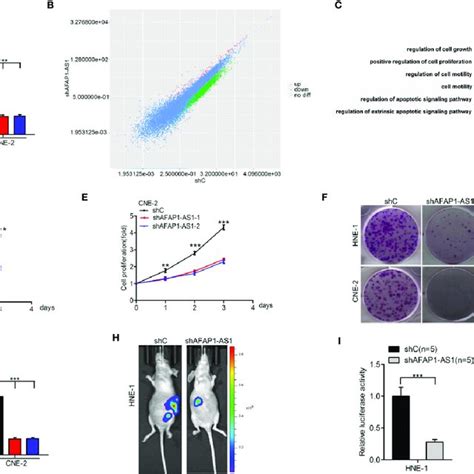 Afap1 As1 Is Important For Npc Growth And Tumorigenicity A Qrt Pcr