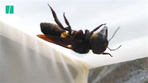 Worlds Largest Bee Rediscovered Huffpost Uk News