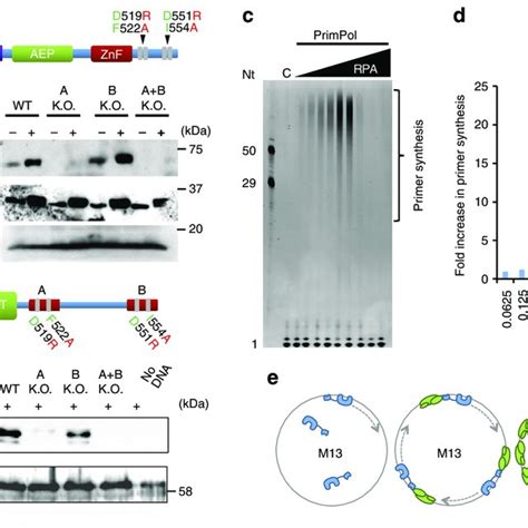 Primpol Rbm A Is Critical For Rpa Binding In Vivo A Schematic