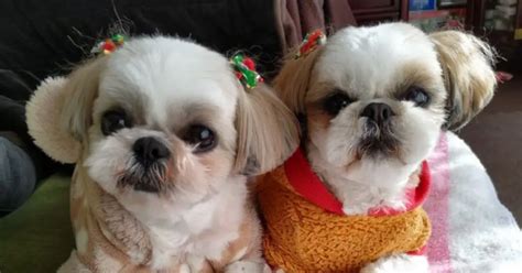 How To Handle Shih Tzus Behavioral Changes As They Age