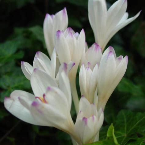 Colchicum Byzantinum Innocence Buy Plants At Coolplants