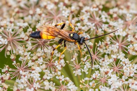 Ichneumoninae Ubest Observation Nb 4676129 Naturbasen