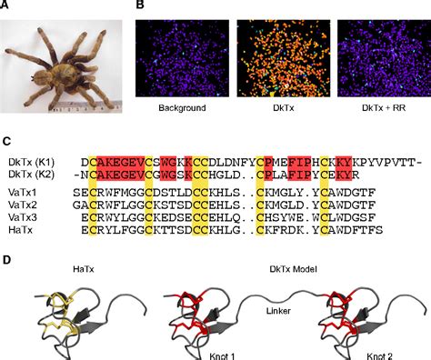 Figure 1 From A Bivalent Tarantula Toxin Activates The Capsaicin