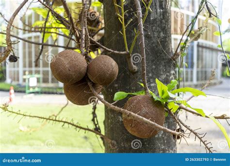 Shorea Robusta Flower on Its Tree Branches. Stock Image - Image of ...