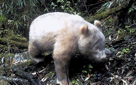 Albino panda: rare photo taken in Wolong