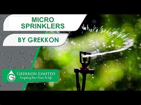 Micro Sprinklers In Kenya By Grekkon Limited On Avocado YouTube