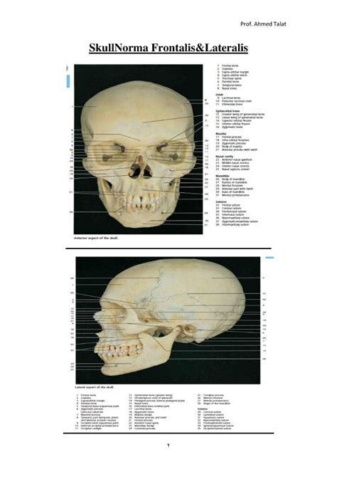 Neu Anatomy Skull And Face Bones Skullnorma Frontalis Lateralis