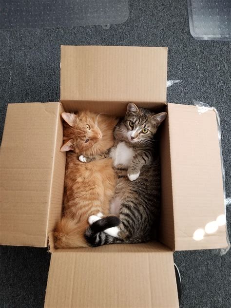 Crazy Cat Lady Starter Kit Raww