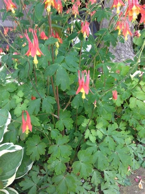 Native Columbine (Purple not native) Credit Valley Mississauga, On May ...