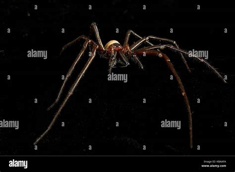 New Zealand Spiders Sheetweb Spider Stock Photo Alamy